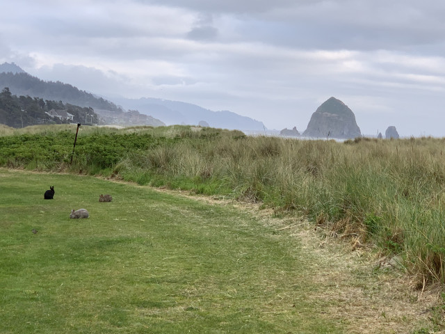 Cannon beach bunnies + Haystack Rock